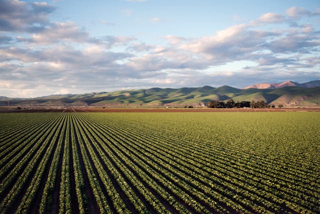 Farmer inspecting drought-resistant crops